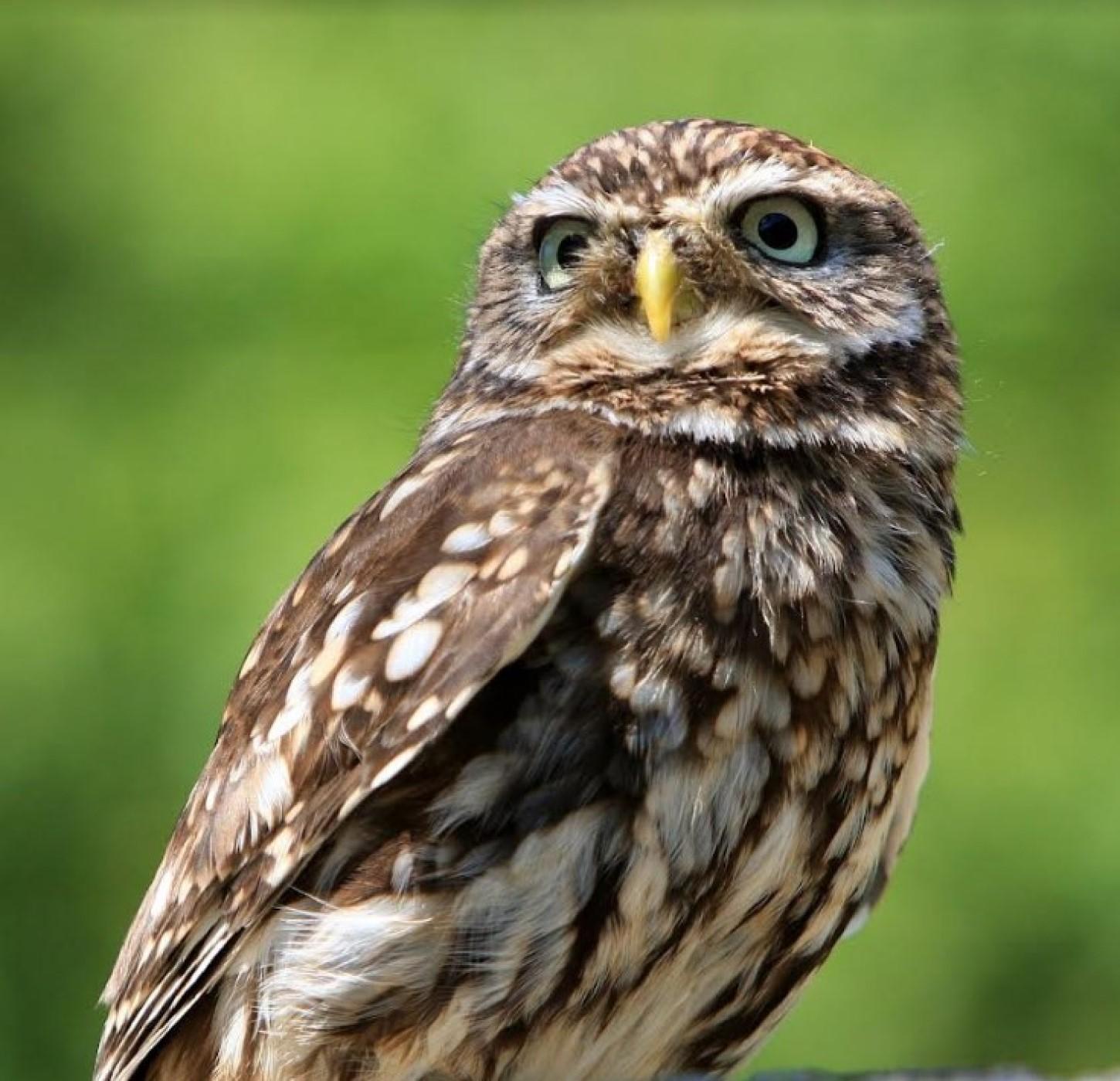 A coruja e sua força mística.