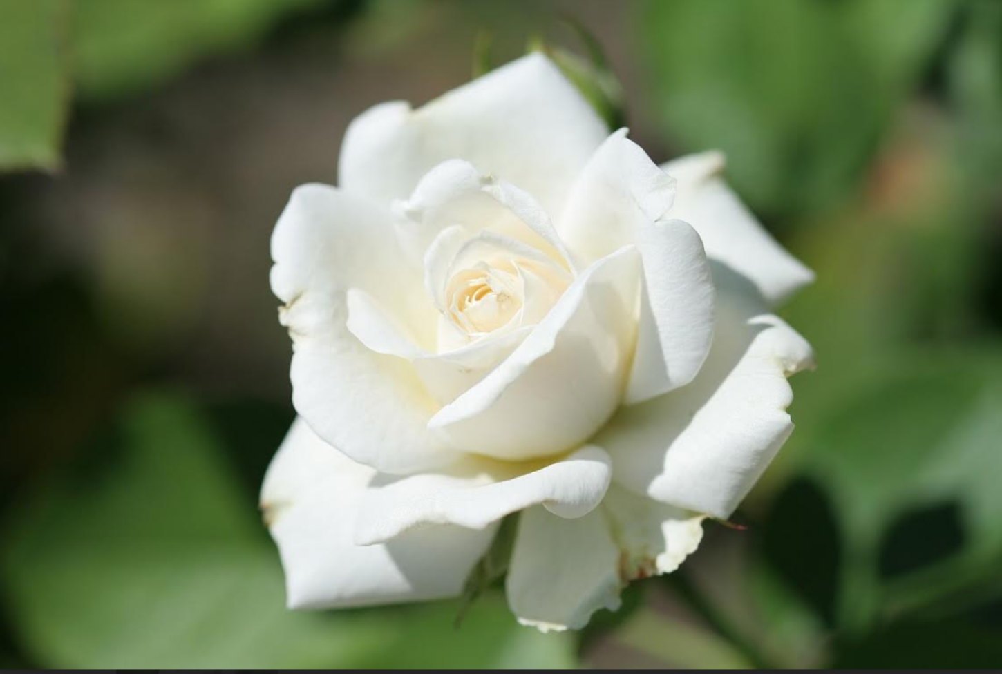 Banho cigano de sedução para quem deseja encontrar um novo amor