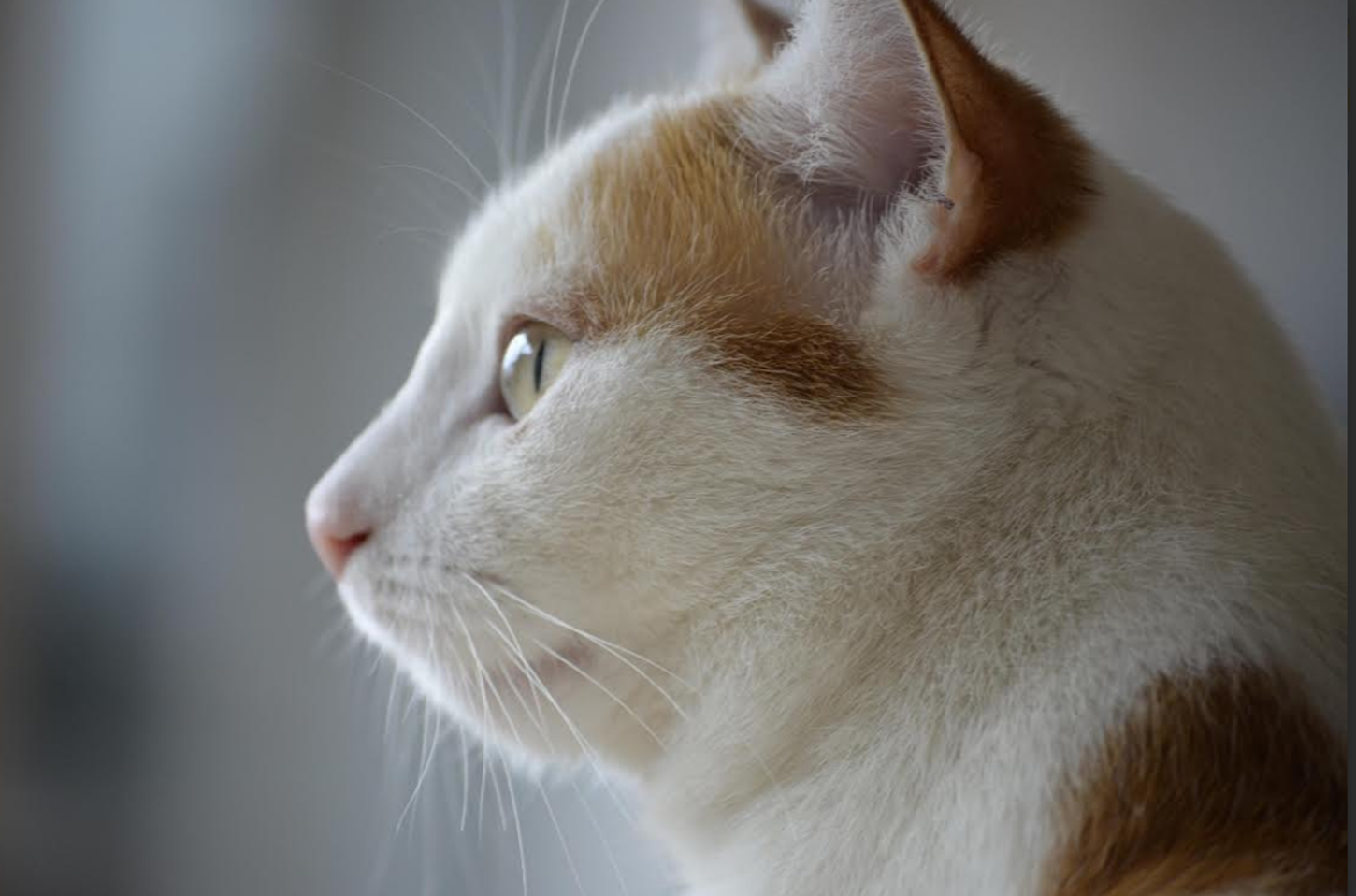 Guardiões Invisíveis: o misticismo dos animais e a crença em sua proteção espiritual