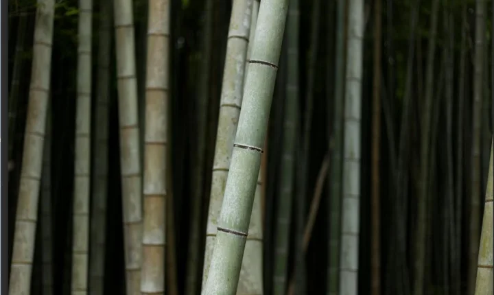 Plantas que atraem boas energias- espécies que ajudam a harmonizar o ambiente da casa